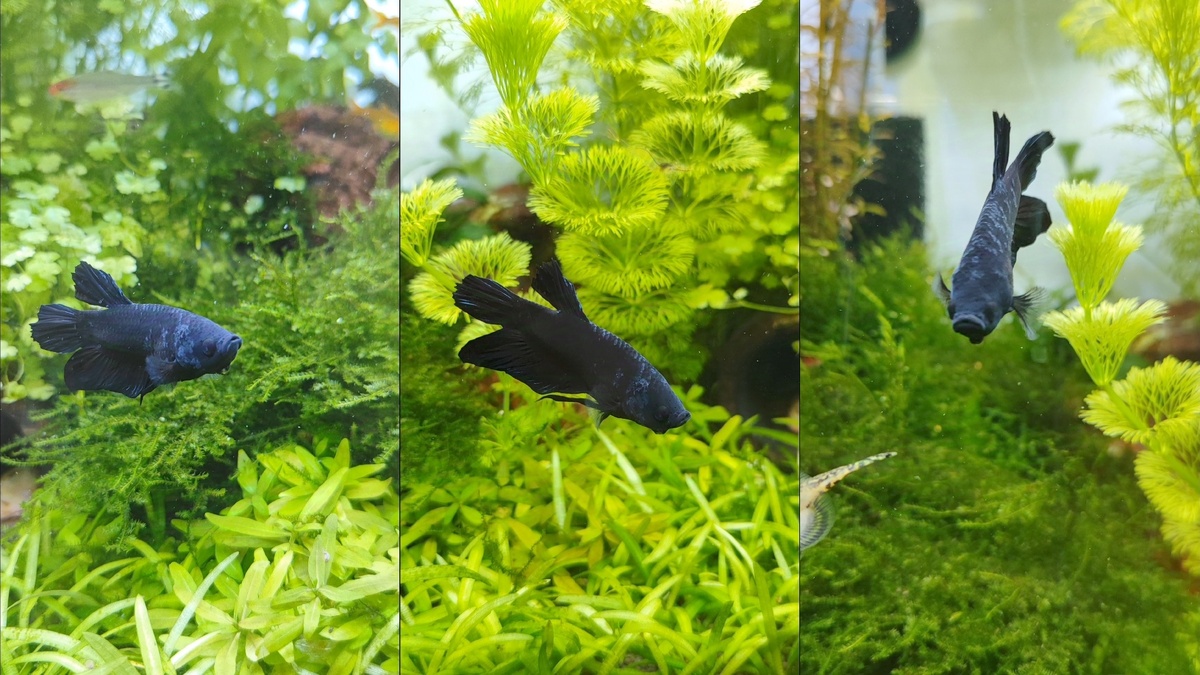 Здесь уже очевидно, что петушок заболел