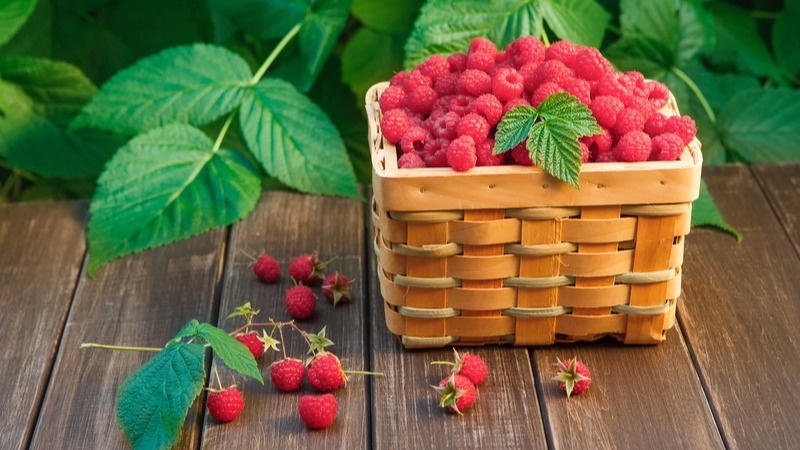 Такой урожай сладких ягод вы получите, следуя моим советам