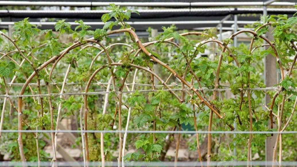 Такая система опор выдержит любой урожай