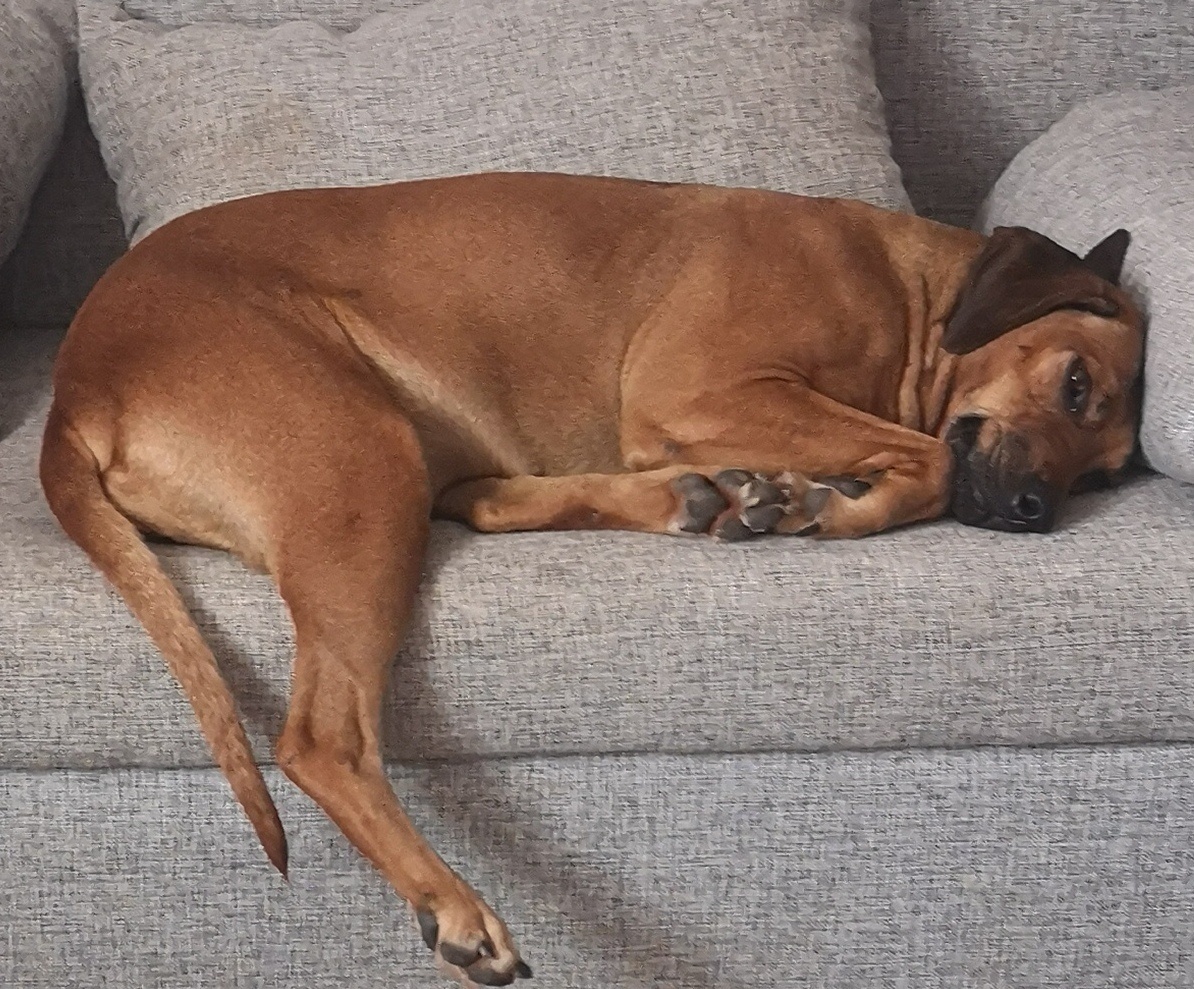 Вообще я мирная тихая собака, лежу и никого не трогаю, и не надо на меня наговаривать