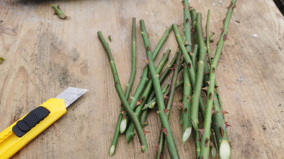 процесс создания черенка нового типа 