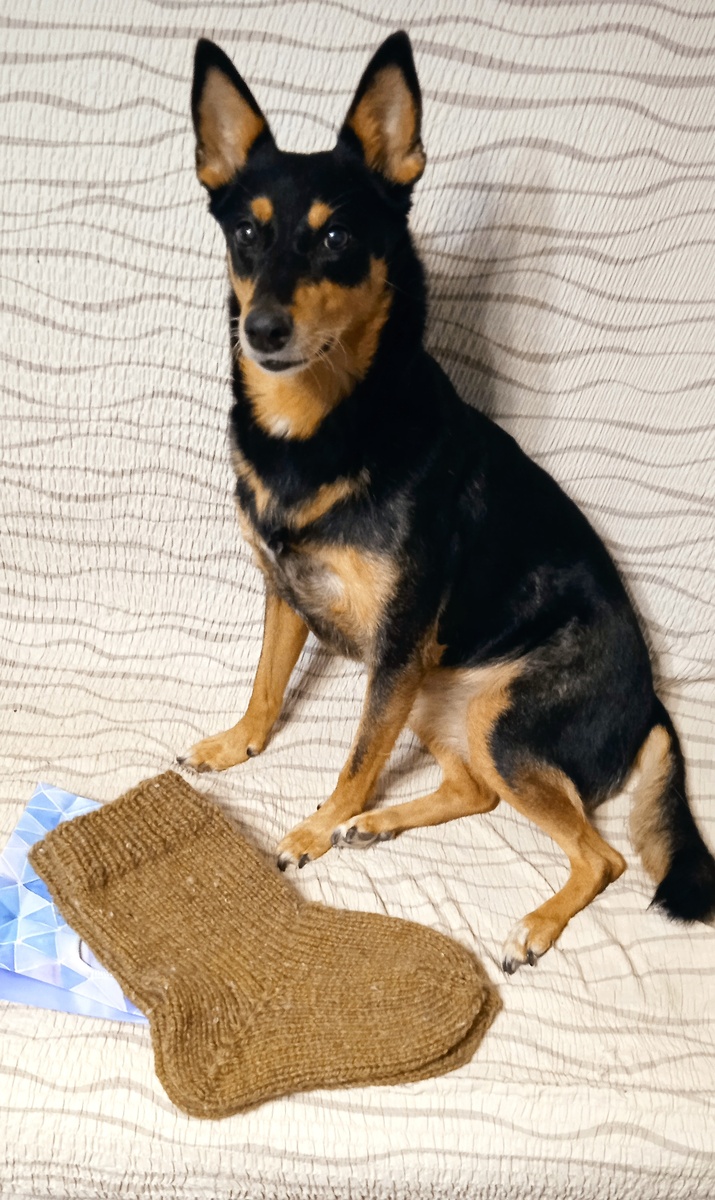 Носочки ручной работы из пряжи "Смесовая" т. м. Пехорка. Главный спец по шерсти одобряет :) 