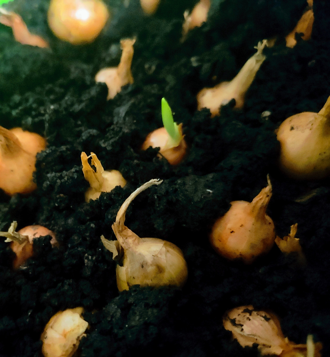 Добавьте описание