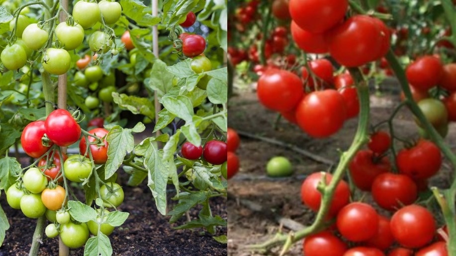 Грядка низкорослых томатов в пике плодоношения