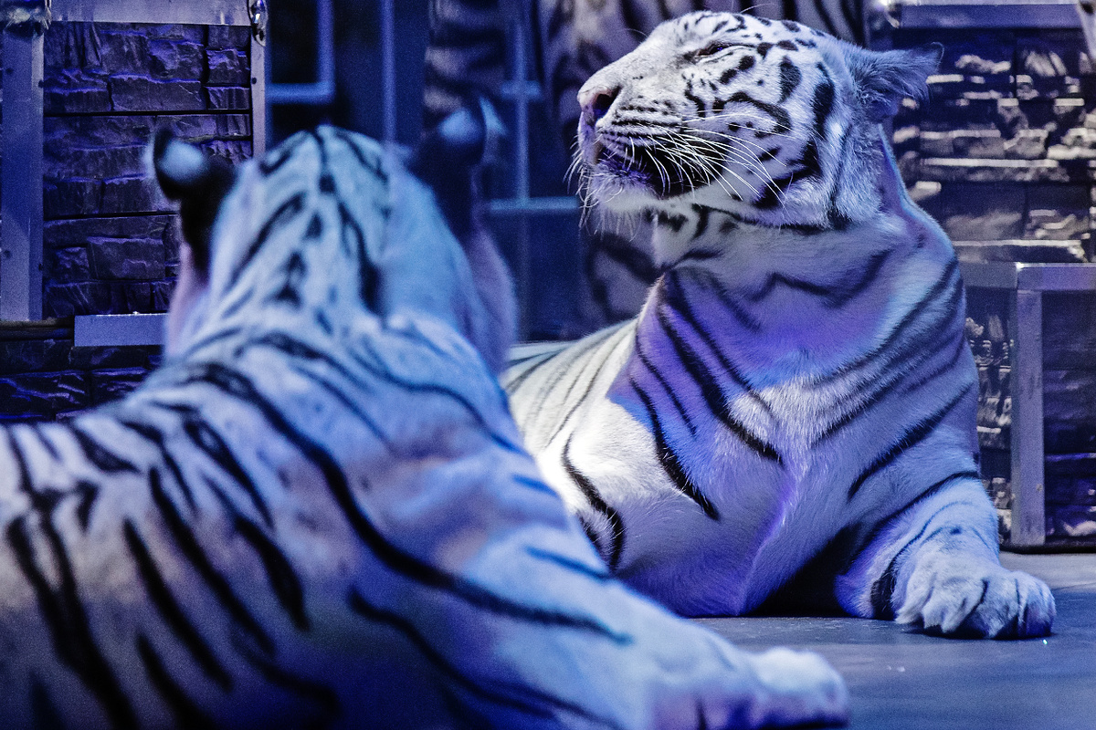 Фото Росгосцирка