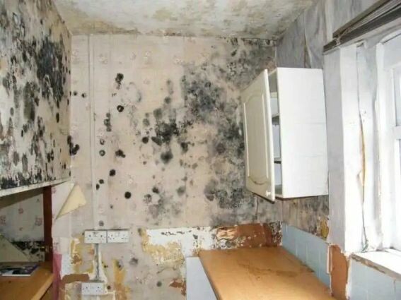 Плесень в доме. Скорее всего это фото постановочное, потому что довести жилой дом до такого состояния не умудрятся даже горькие пьяницы. Но зато оно очень символичное