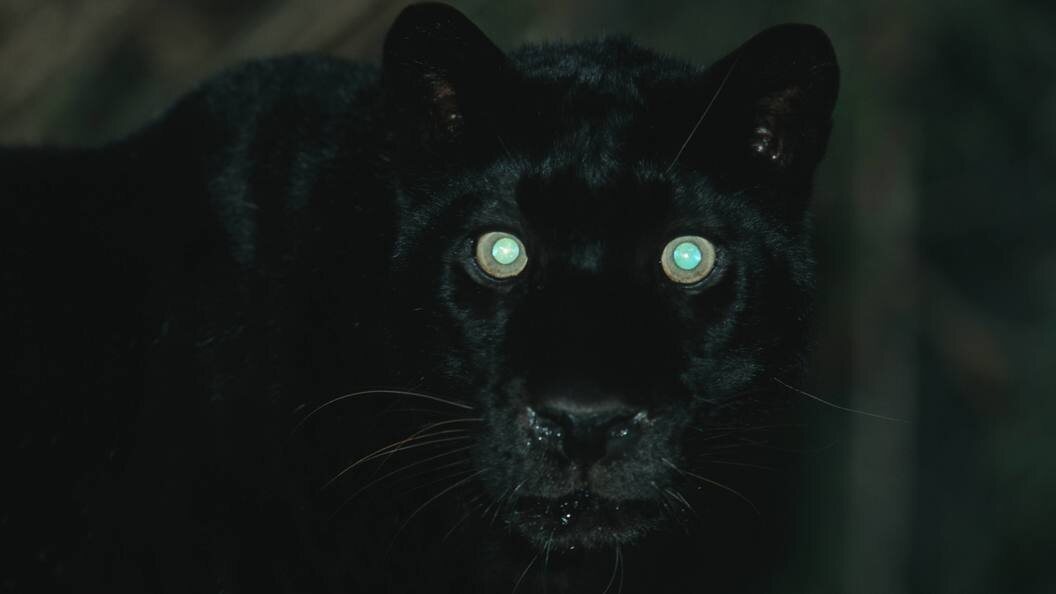    Фото: K. Wothe/Globallookpress