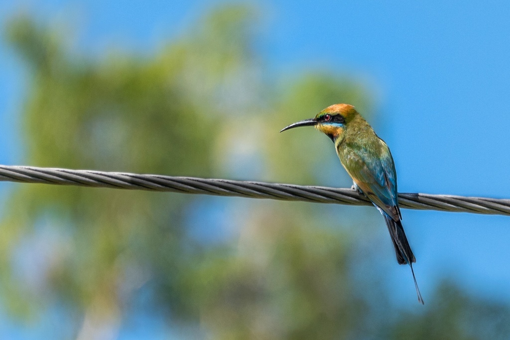 Радужная щурка, фото (как и следующие) - из домашнего архива