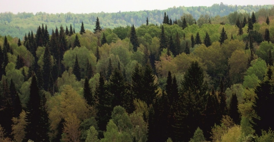 Сибирская тайга