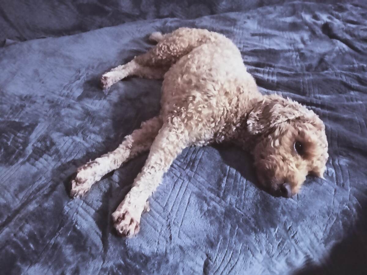 Румпель: - А кто-то суп варит, куриный... 