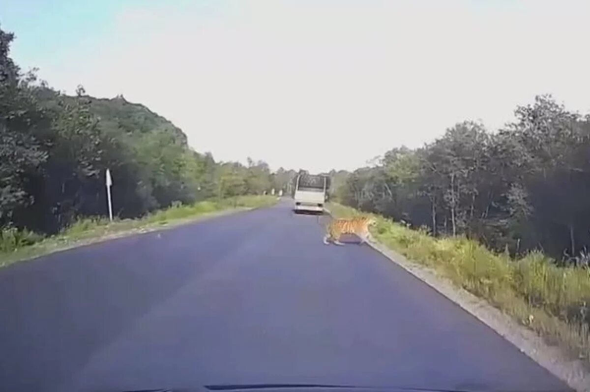    В Приморье охотнадзор нашёл сбитого автомобилем тигра