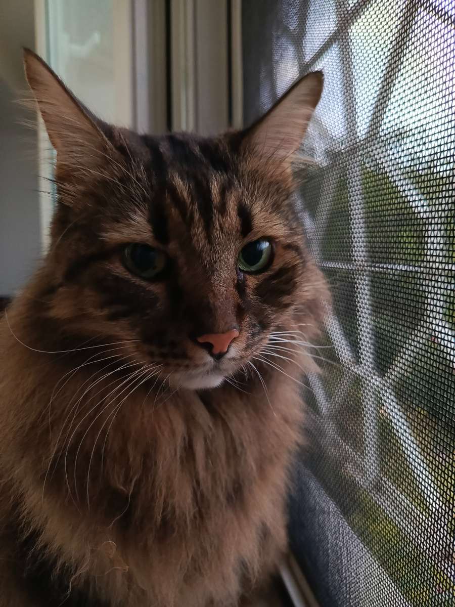 Ты сказала сосисочку нельзя?