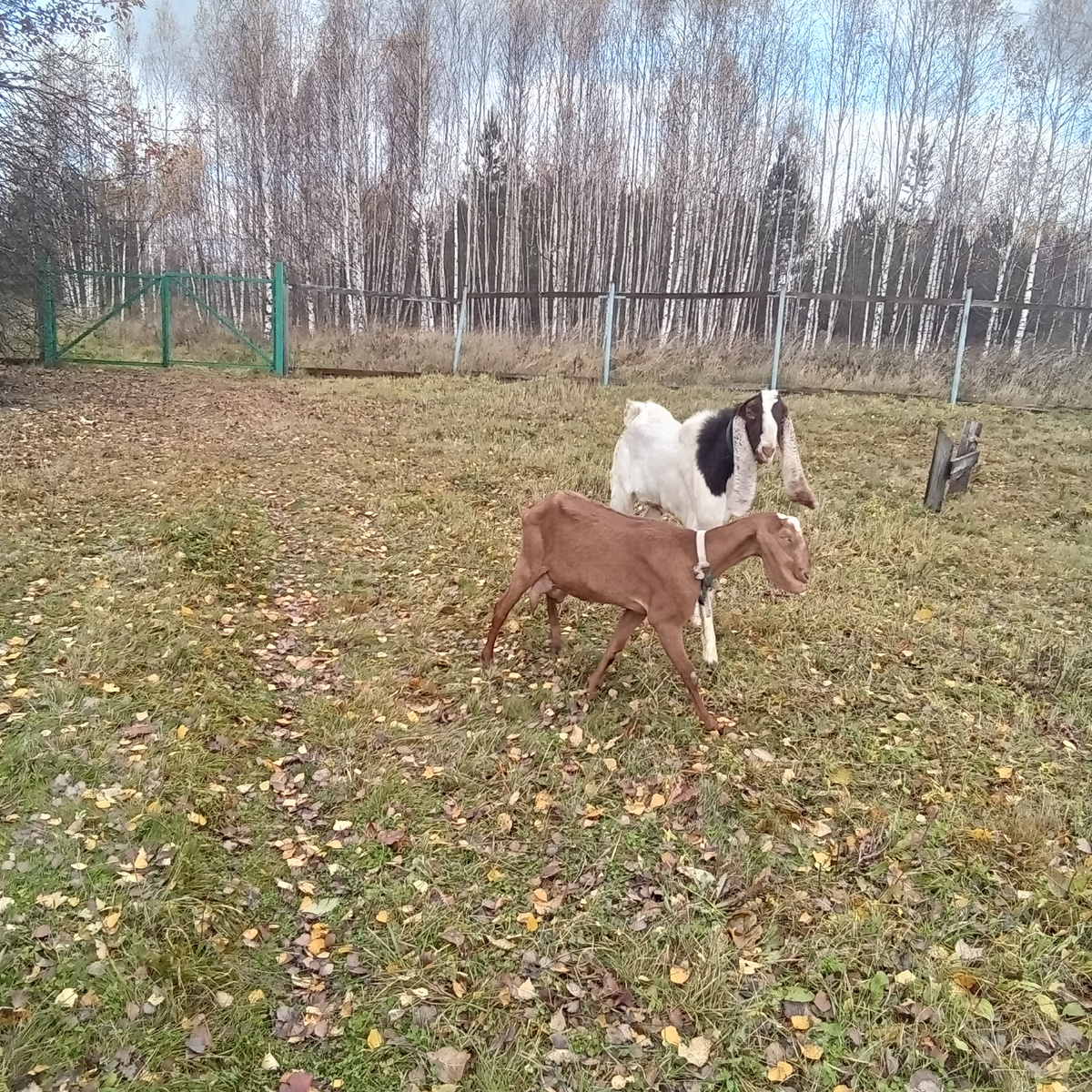 Фото автора.