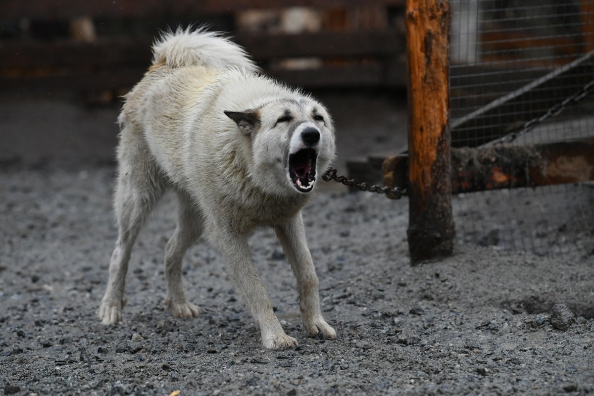    Собака в медвежьегорском приюте для животных. Фото: "Республика"/Сергей Юдин