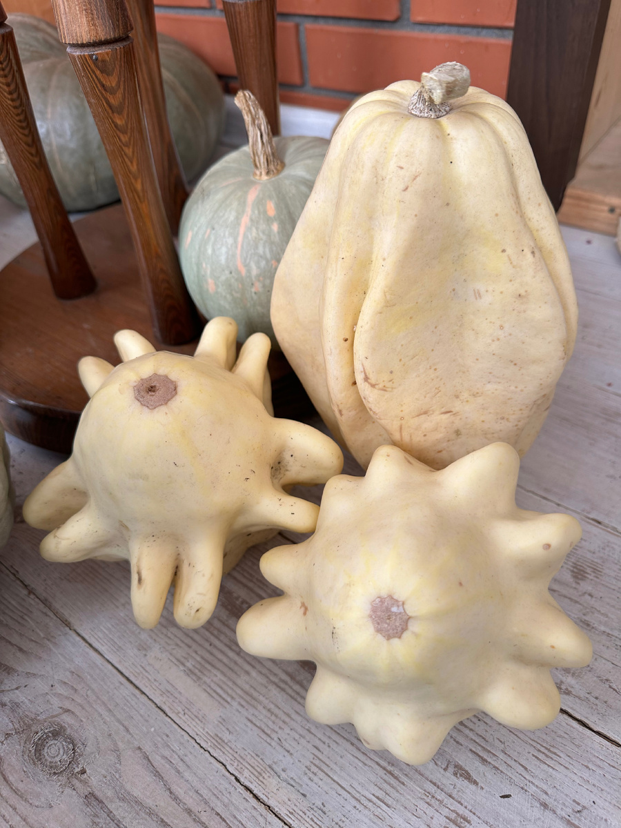 Декоративный пальцефрут белый и жёлудь