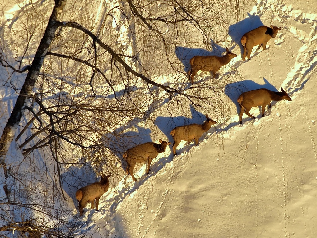 Маралы в Алтайском заповеднике. Авторы фото - Роман Воробьёв, Татьяна Клименко.