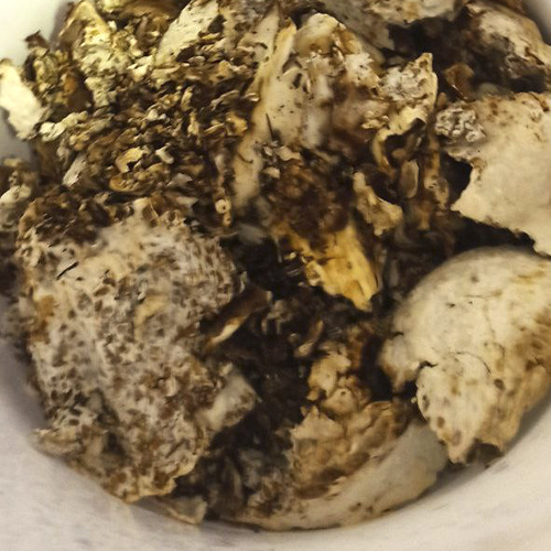 Мицелий на доращивание. Фото автора ©