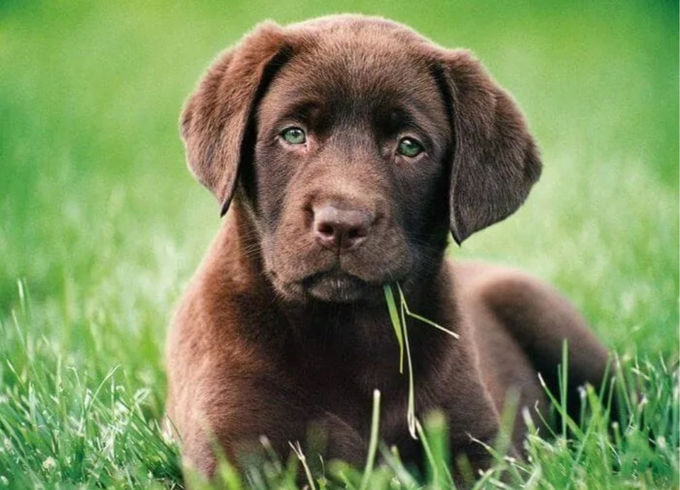 Яндекс.картинки просто для обложки