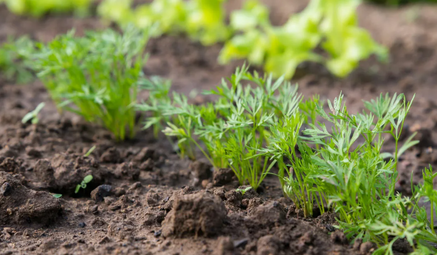 Морковь  и салат в мае