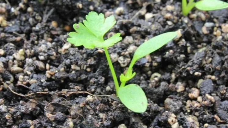 петрушка в мае после прореживания