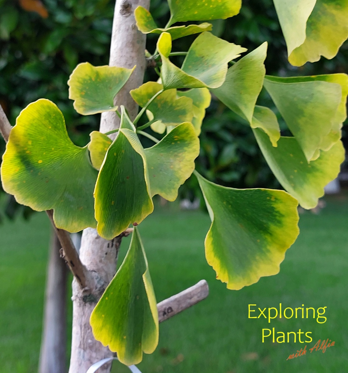 Молодое деревце гинкго, Гинкго культивируют в странах с субтропическим и относительно мягким климатом. Батуми, август 2024