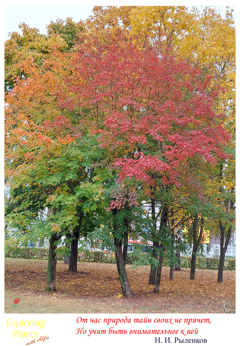 Рябина обыкновенная (Sorbus aucuparia L.) в осеннем наряде. Казань, октябрь 2023 
