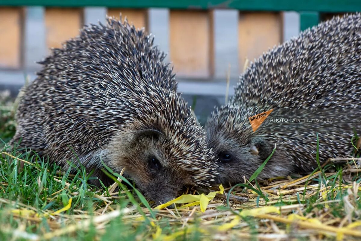 © Sputnik / Aram Nersesyan