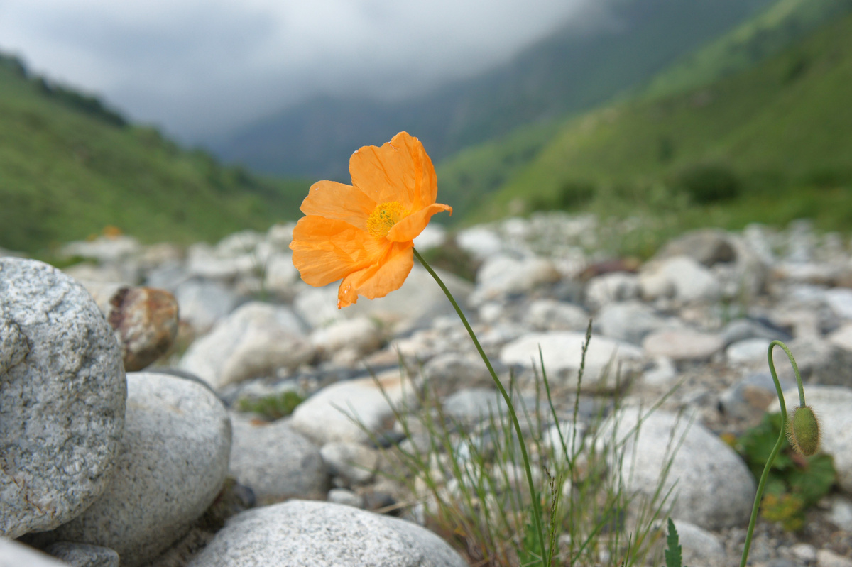 Мак горный, или горолюбивый (Papaver oreophilum) →