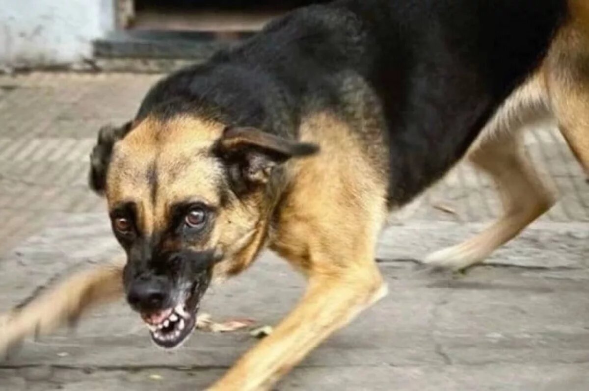    В Кызыле из-за бешенства у собаки отловят всех бродячих псов