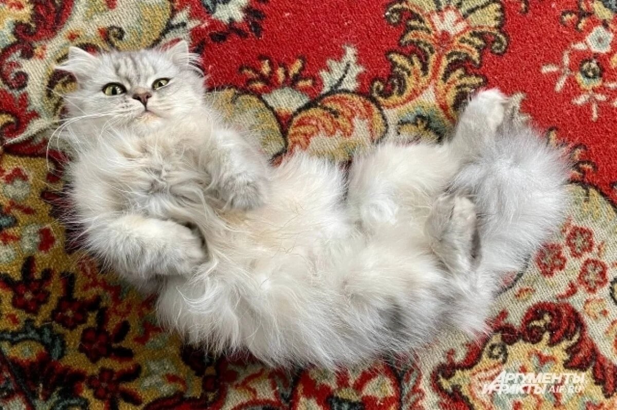    Чётких норм по числу домашних питомцев, проживающих в квартире, в регионе нет