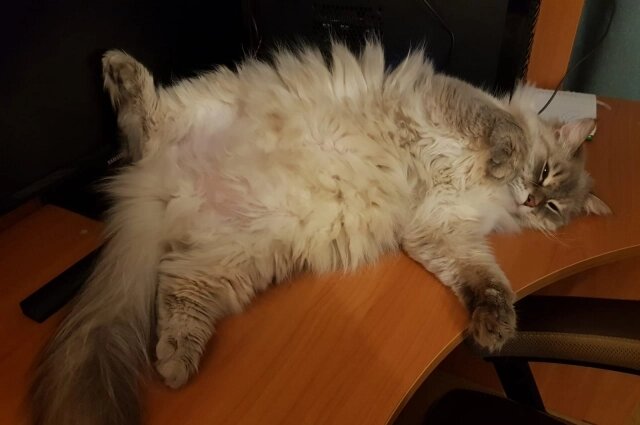    Людей беспокоила и судьба кошек, ведь часто они слышали долгие истошные крики голодных животных. Фото:  АиФ/ Марина Сапожникова