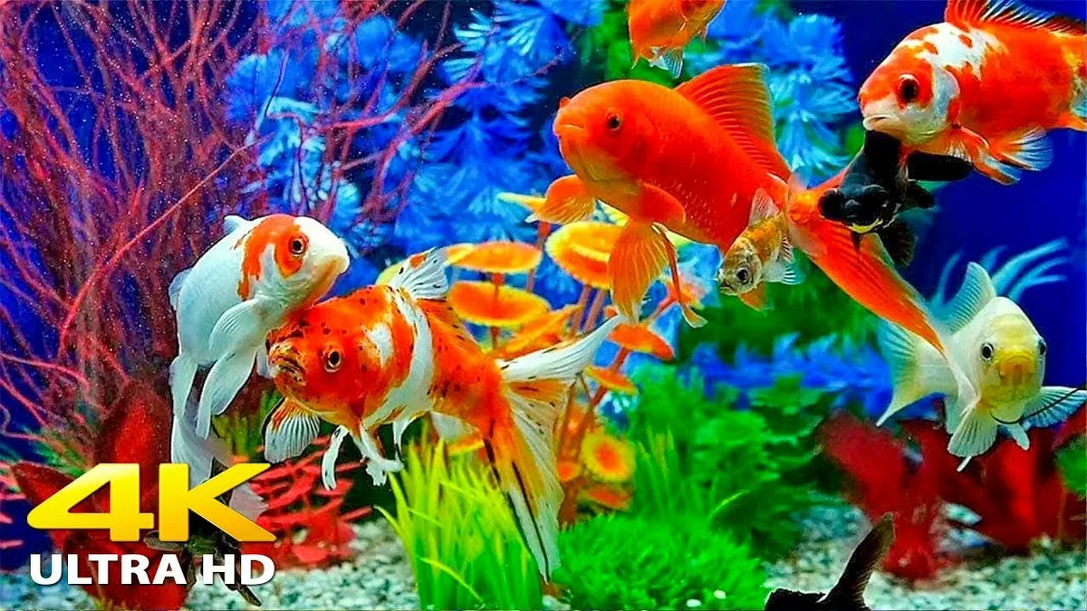 Freshwater tank stocking - Initial thoughts; Snakeskin Guppy, Blue Platy, Galaxy