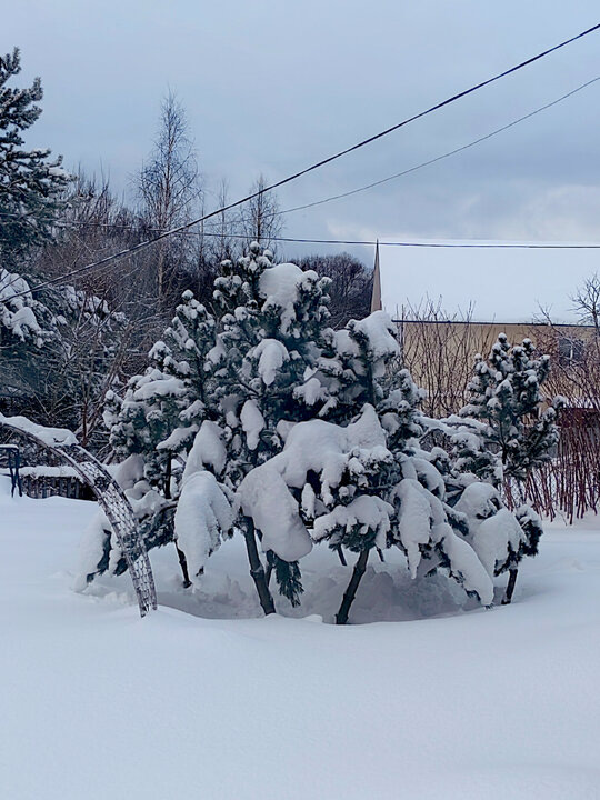 Зима 2024. Стяжки помогают держаться стволам даже с сугробами.Мои стойкие оловянные солдатики , возвышающиеся среди снежной садовой равнины.