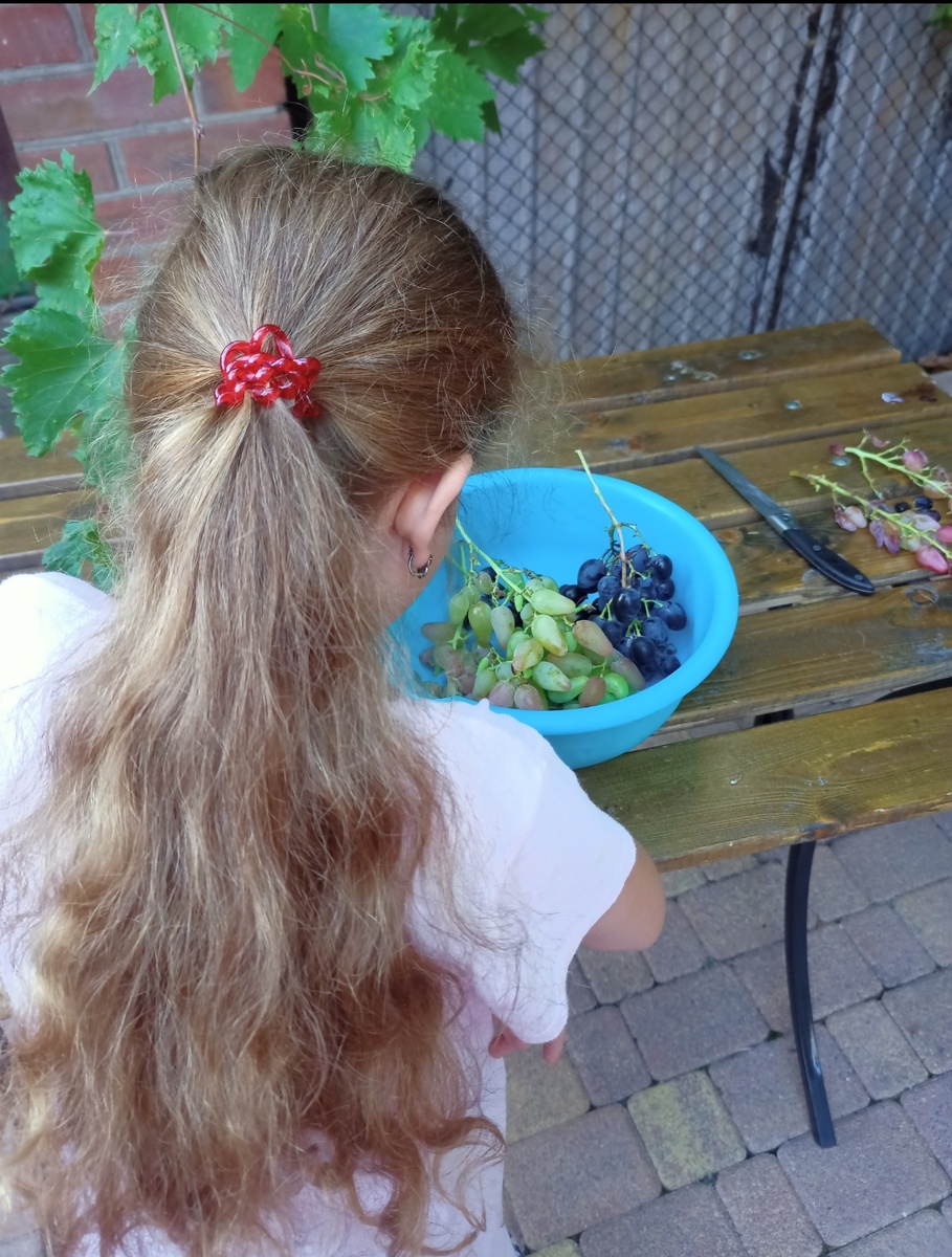 Кристина наблюдает как виноград собирают