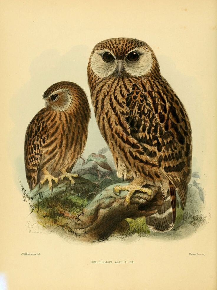 Изображение взято с сайта https://i.pinimg.com/736x/89/54/a0/8954a0b6e8b68ab0957bf72d8f5d2146--owls-london.jpg