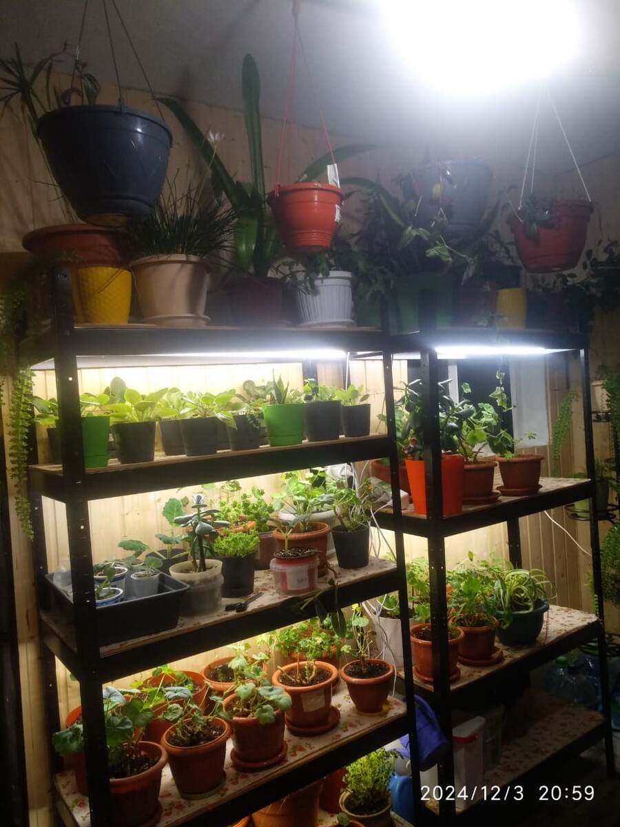 цветы, которые пережили две недели в темноте)