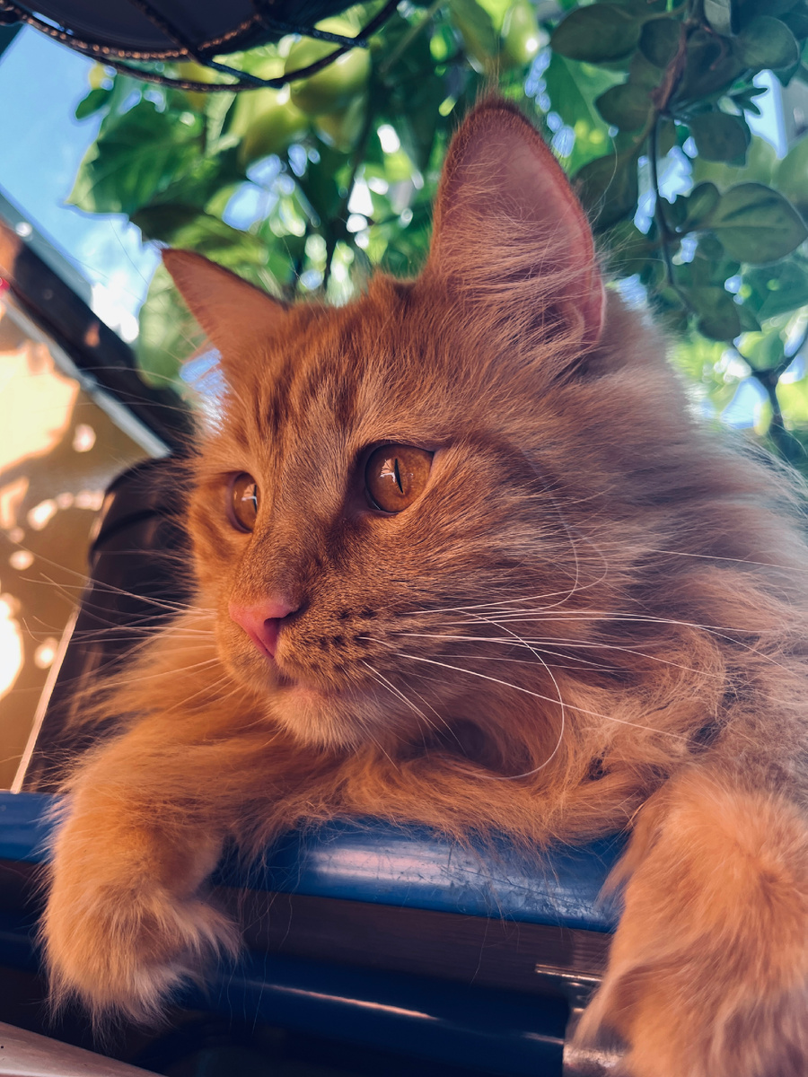 А это помощник и «охранник» в моём огороде на балконе!)