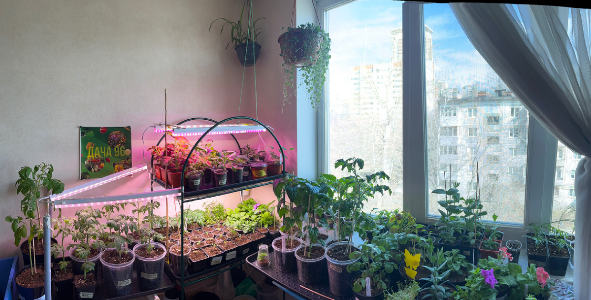 Это фото было сделано 10 апреля. До «высадки» рассады ещё как минимум месяц!🫣