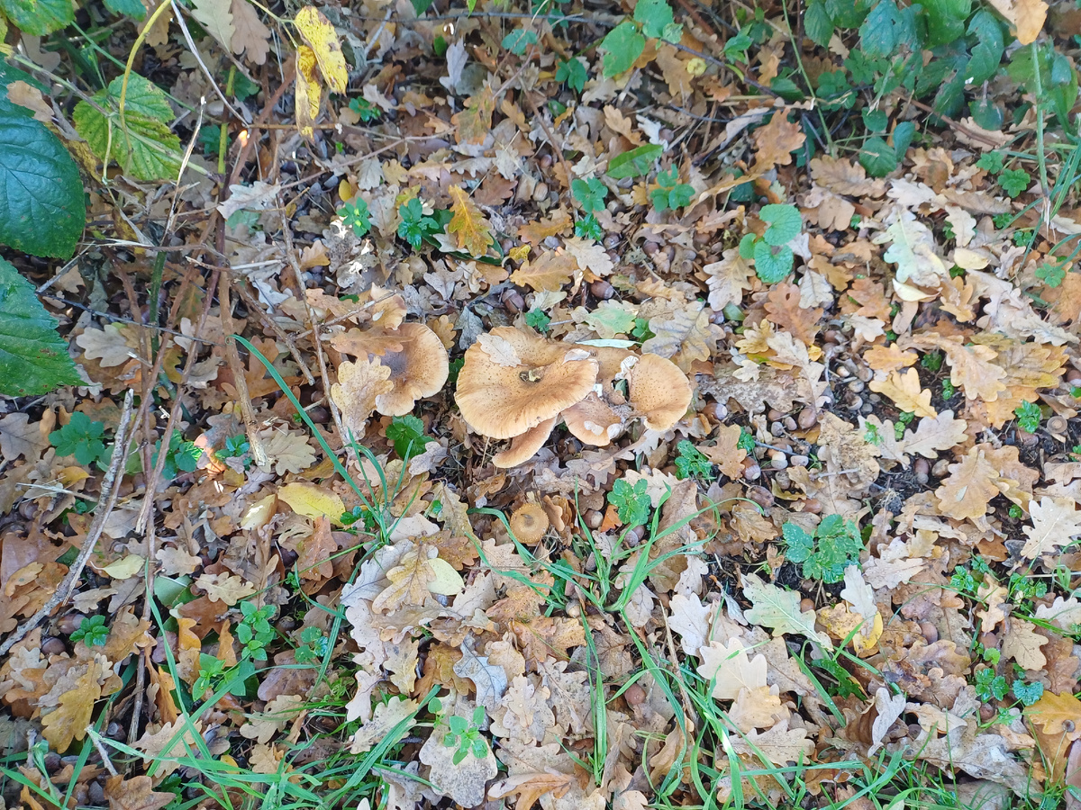 ,,Найди грибы!,,  Фото автора.