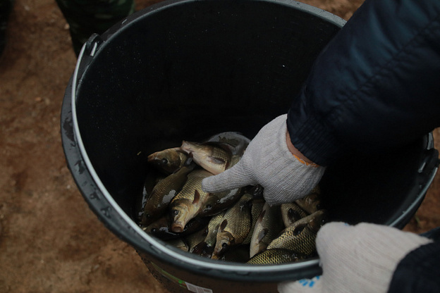    В Шошминское водохранилище выпустили 1,3 тысячи карпов