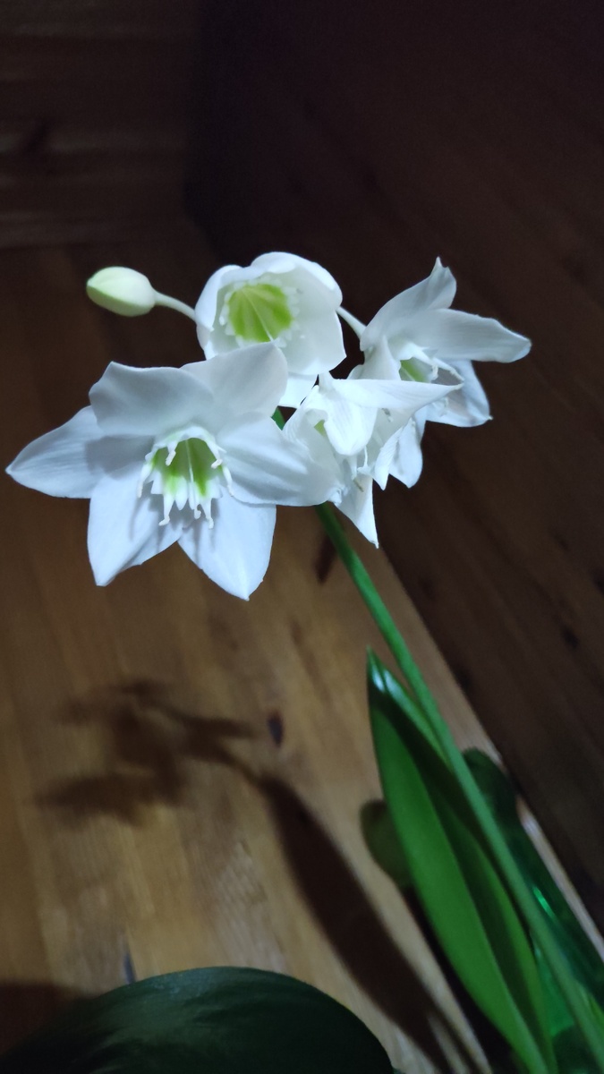 И еще одно фото красивого цветка, названия которому не знаю, к сожалению)) Это Вам!))