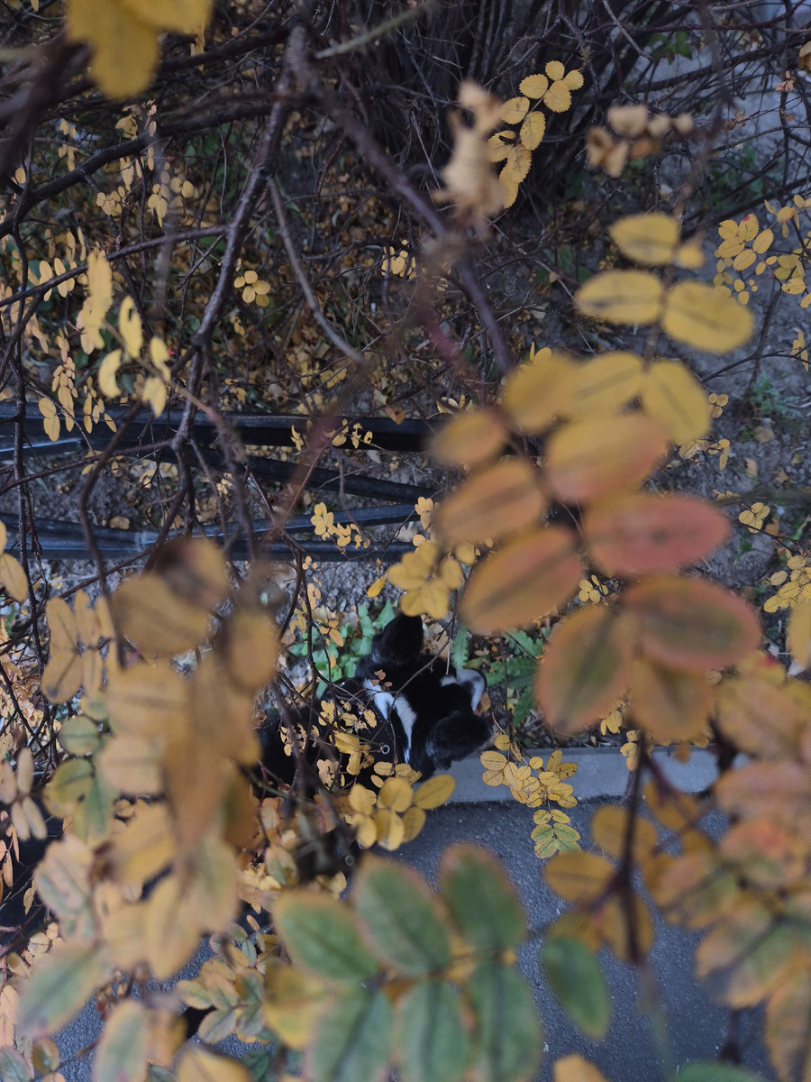 Бармалеюшка 