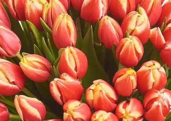   101 красно-желтый тюльпан от AzaliaNow Мария Казённова