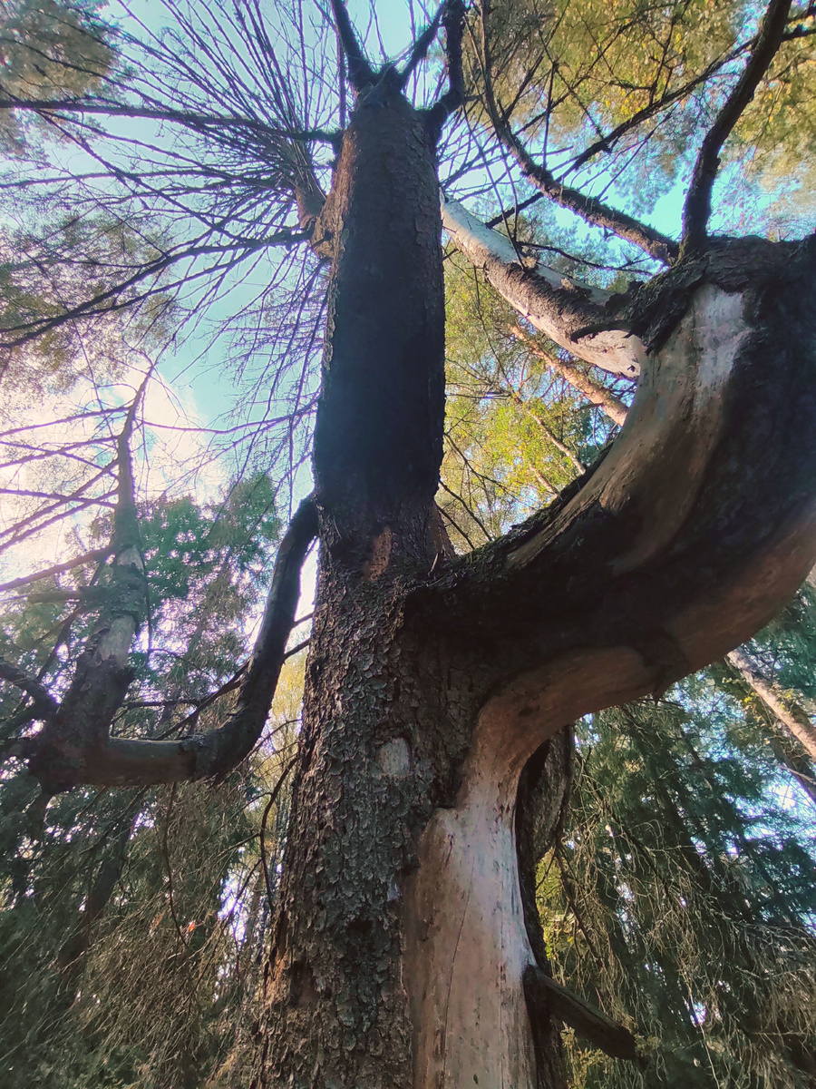 Ничего так не очищает разум и не восстанавливает контакт с собой как тишина, уединение, пешие прогулки и пребывание на природе