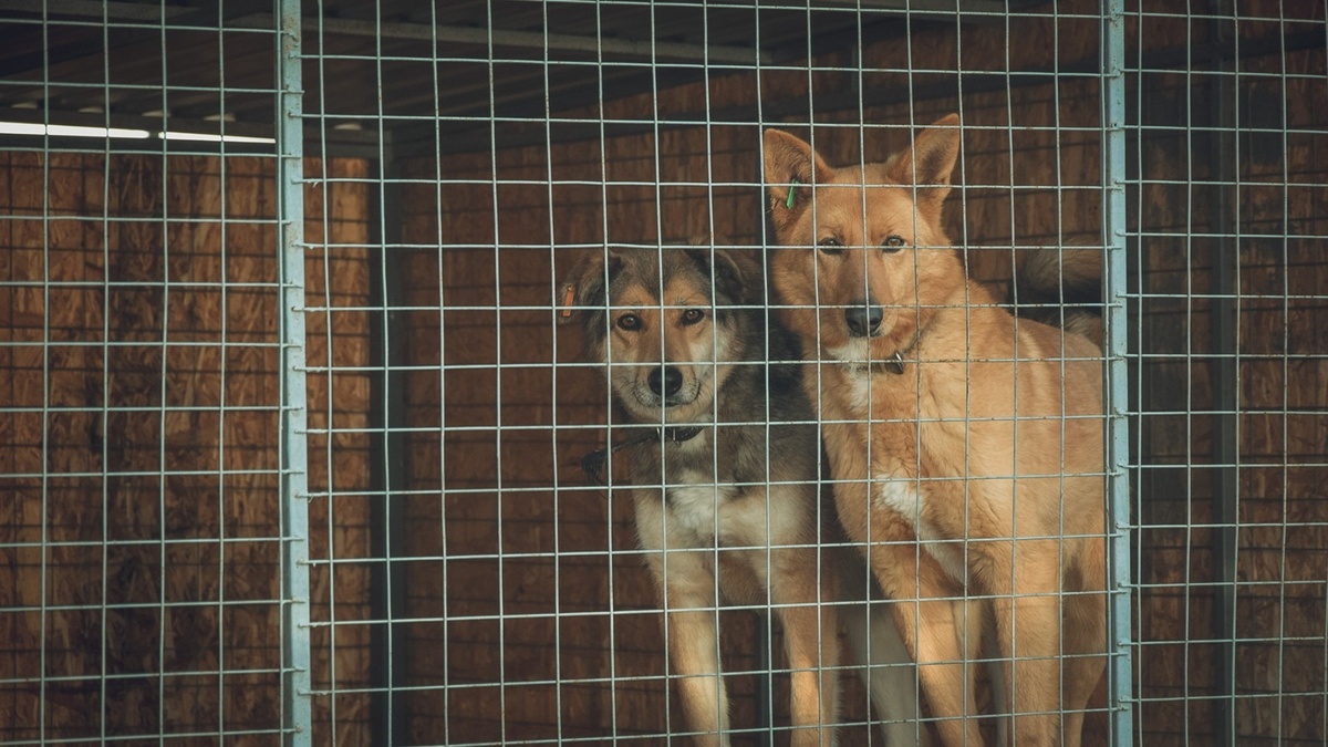     Источник: 1MI