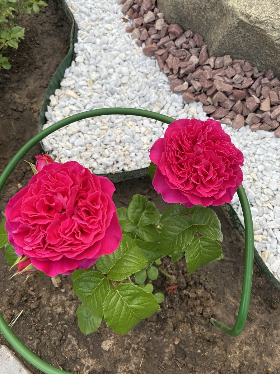 фото Аллы 2020 г.