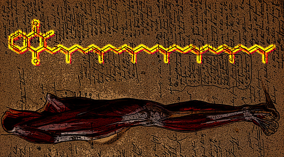   N + 1; Muscles of the leg and foot: front view. Ink and watercolour with laminated flaps, 18-- / Wellcome Collection / Public Domain; Naturwiki / Wikimedia Commons / CC0