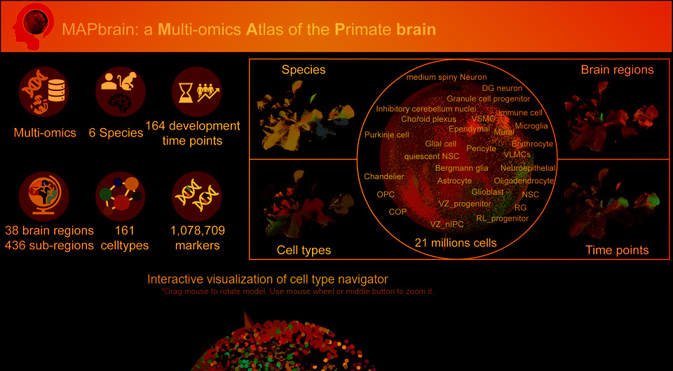   N + 1; Liangchen Zhuo et al. / Nucleic Acids Research, 2024; MAPbrain