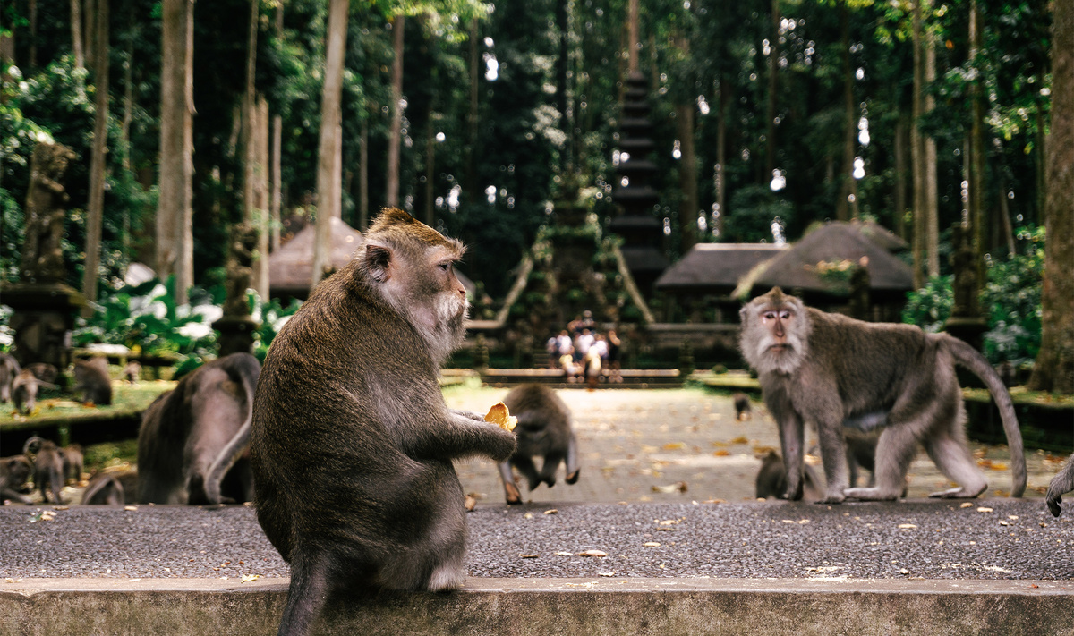 Лес обезьян в Убуде.Фото: Gung De Setiawan / Shutterstock.com