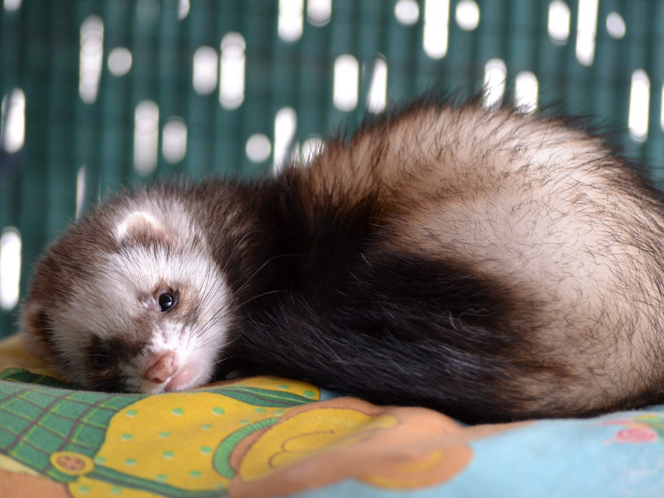     Фото: pxhere.com